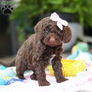 Bella, Mini Goldendoodle Puppy